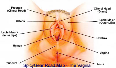 The Vagina